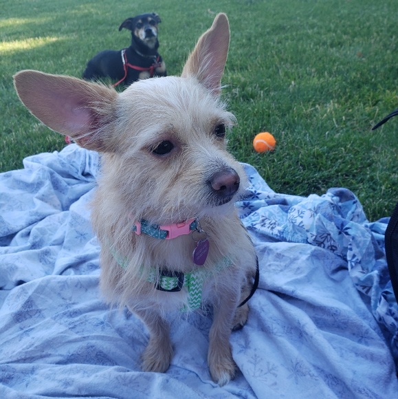 I'm a Posh Ambassador🎊🎉🎀😊😄 - Picture 6 of 8